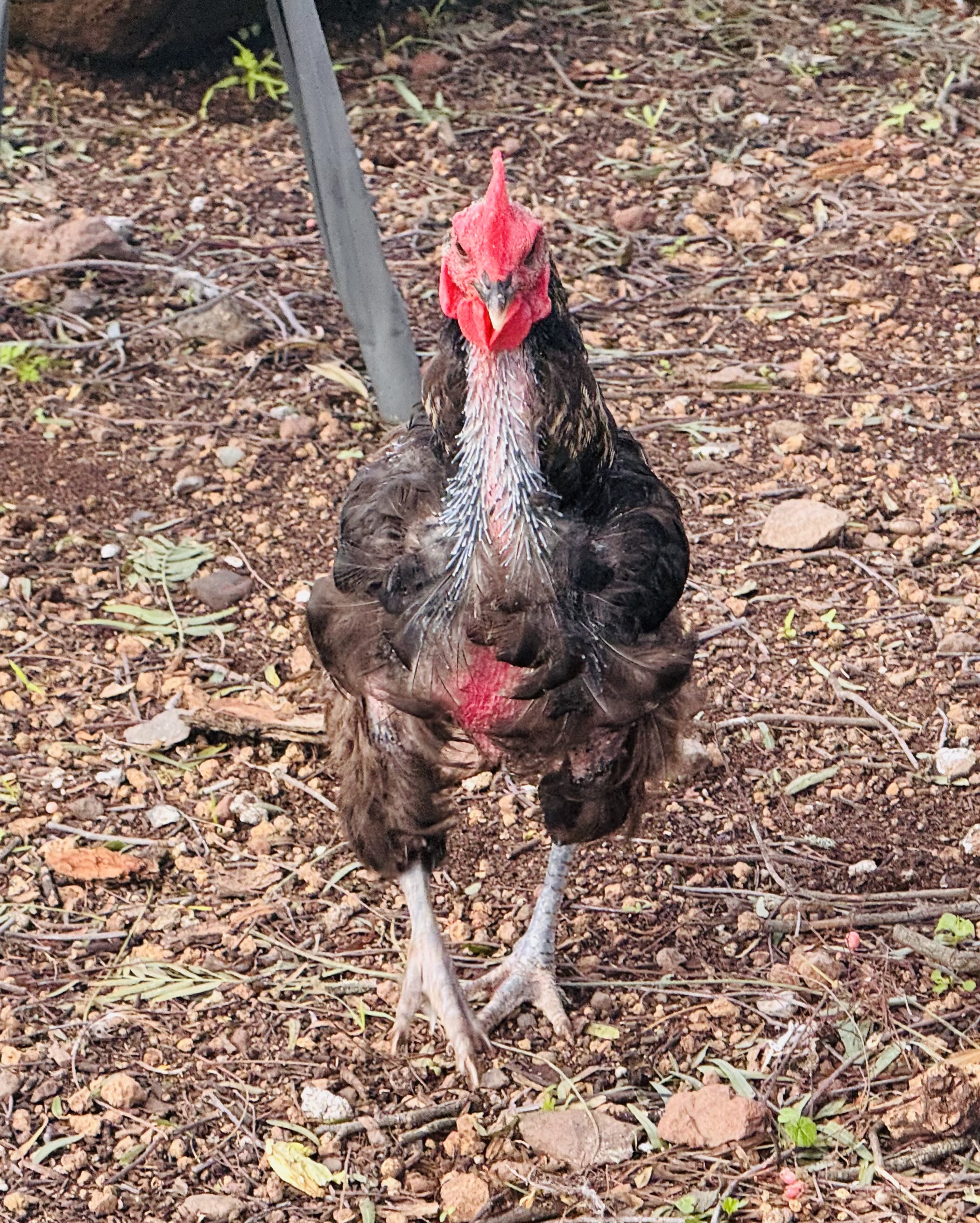 Kummipart — vaba kana, kes leidis oma karja