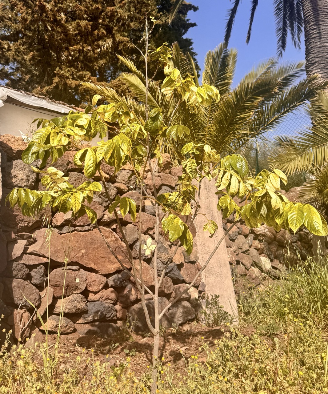 Jäätiseoapuu — noor roheliste lehtedega puu vulkaanikivide müüri ees Alajerot