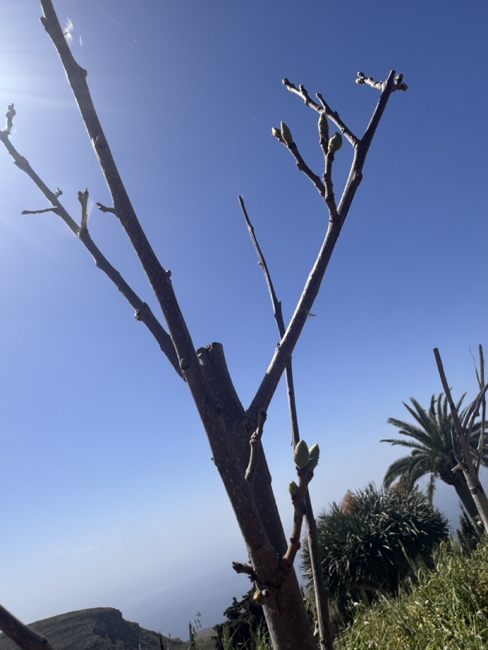 Hurmaapuu — jumalik vili