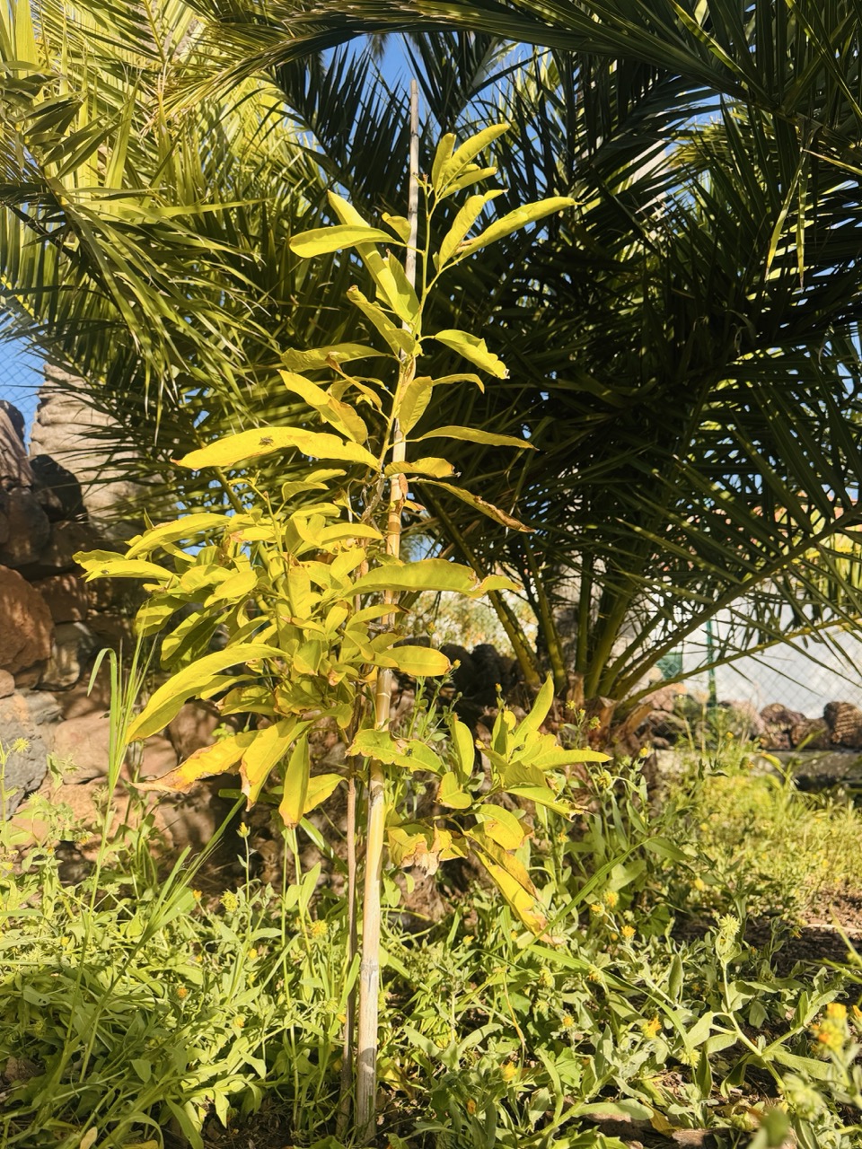 Ginimari — Las Vegase ööklubi omanik